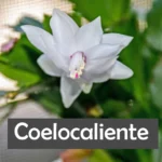 Coelocaliente
