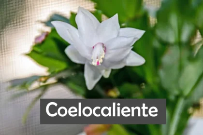 Coelocaliente
