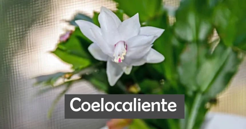 Coelocaliente